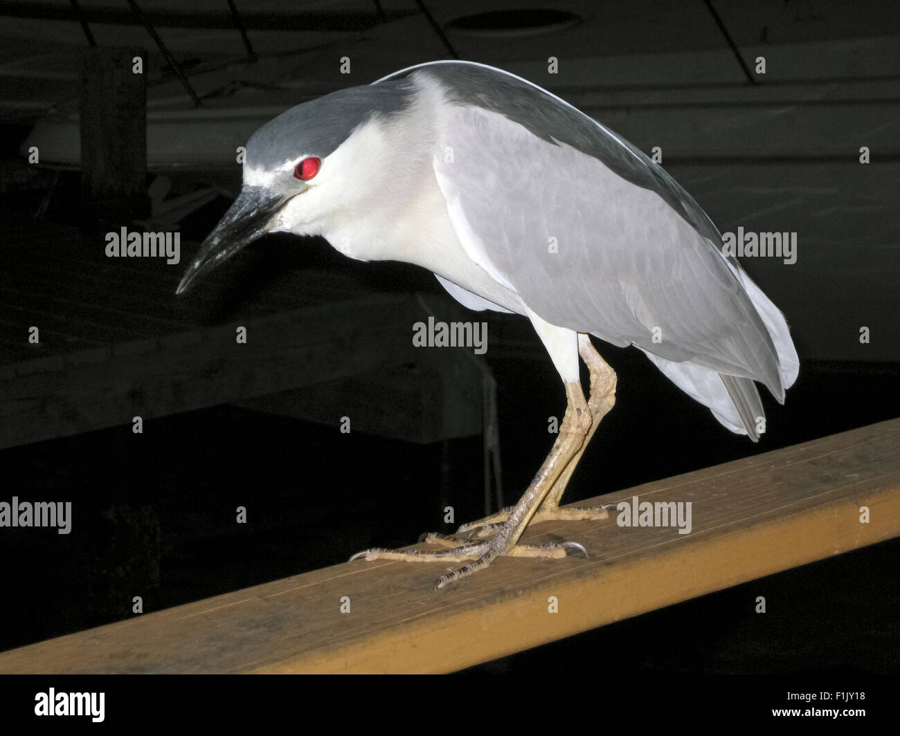 L'œil rouge vif d'un Bihoreau gris brille de la flash de l'appareil comme l'oiseau à la recherche de proies à partir d'un quai de pêche en Floride, USA. Banque D'Images