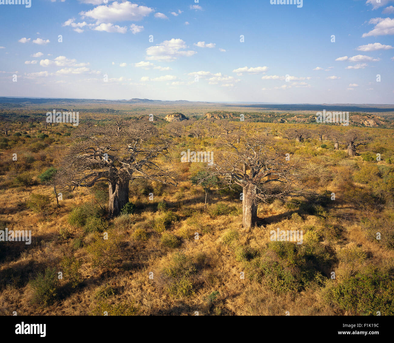 Ruines et Thulamela Baobab Parc National Kruger Province du Nord, Afrique du Sud Banque D'Images