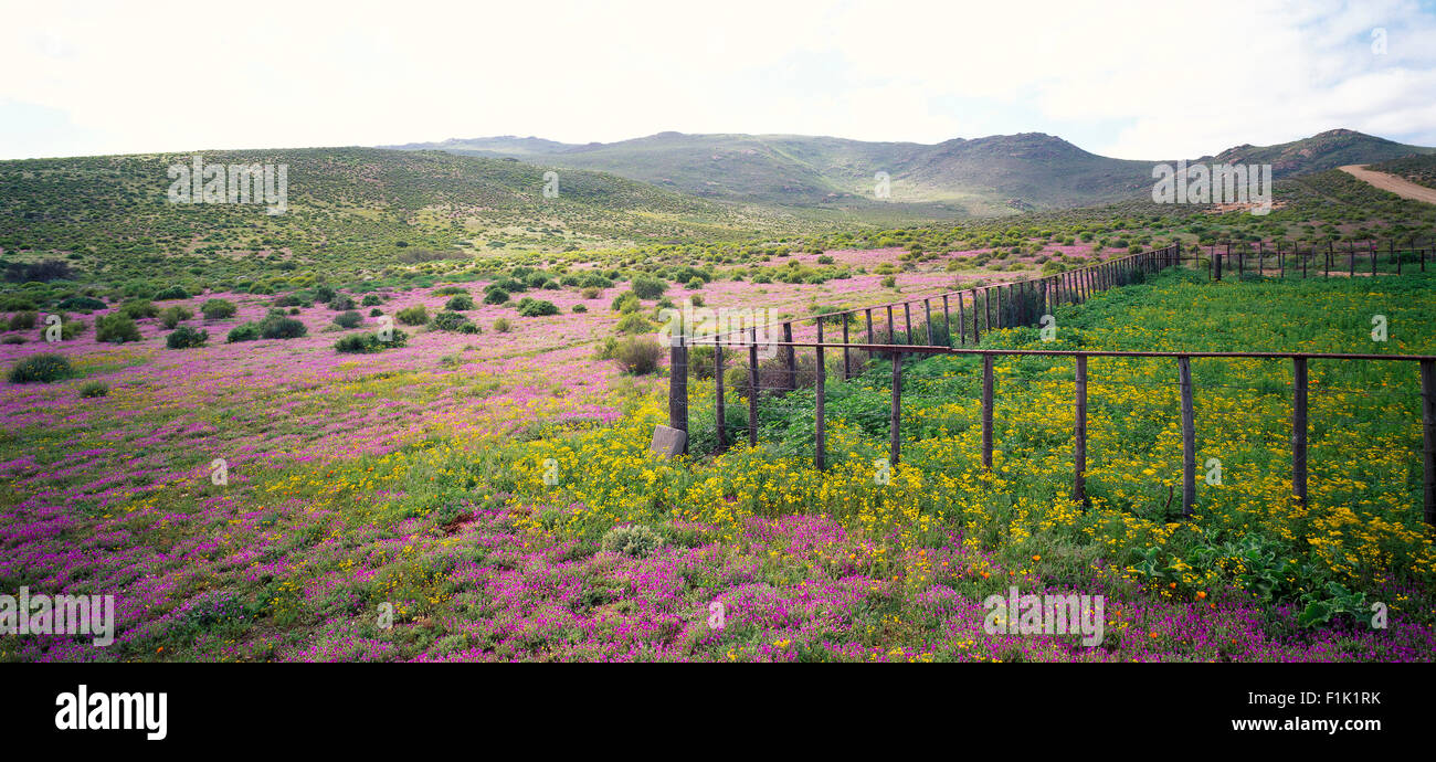 Le Namaqualand Daisies Namaqualand, Northern Cape, Afrique du Sud Banque D'Images