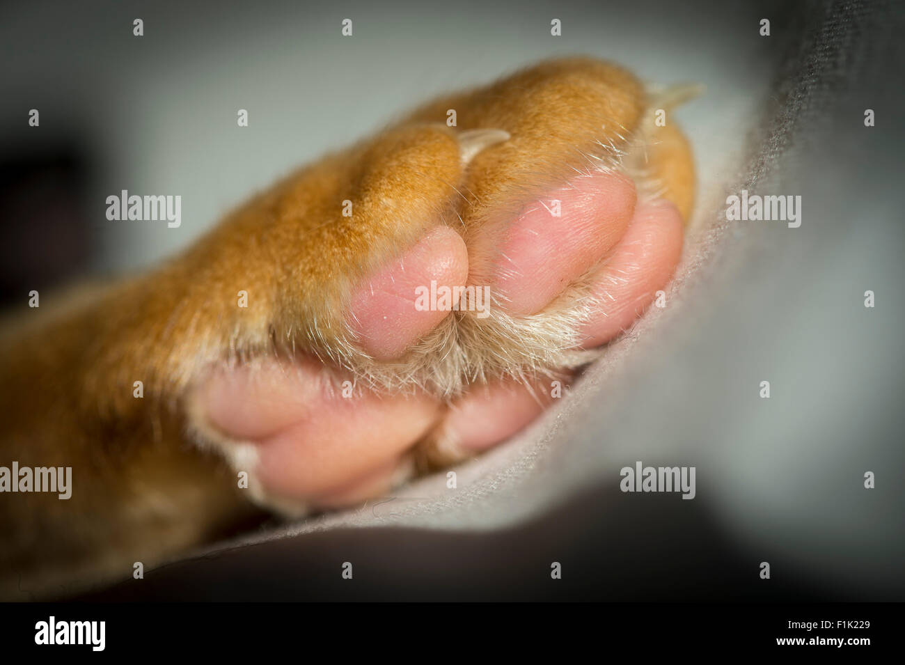 Portrait des patins sur une patte de chats. Banque D'Images