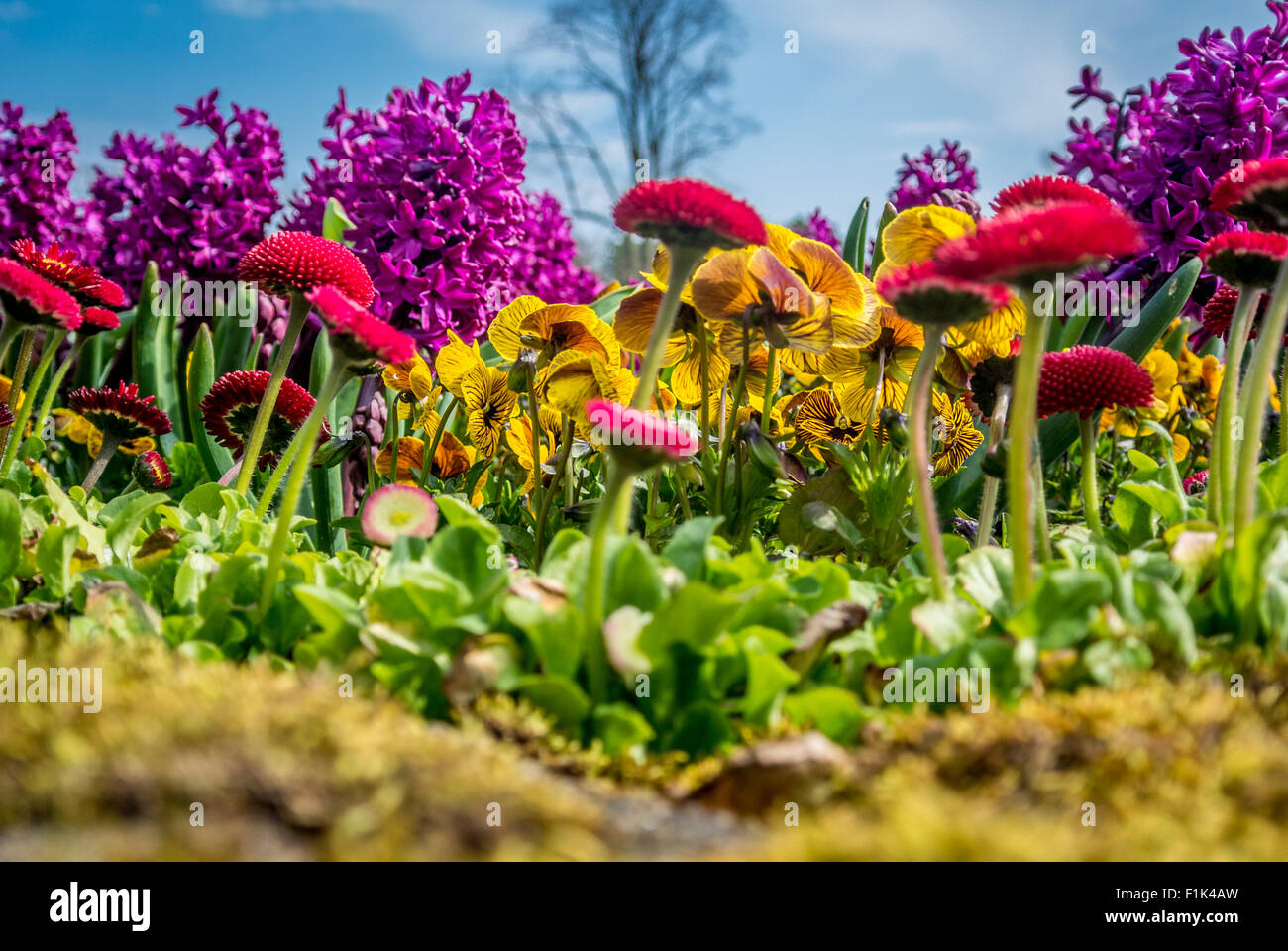 Close-up d'un parterre de fleurs de printemps, la Vallée des jardins, Harrogate. Banque D'Images