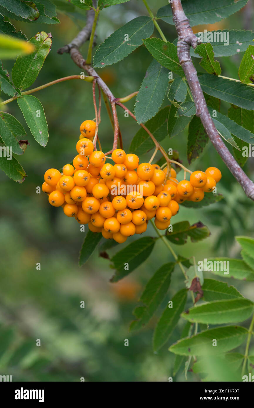 Sorbus birgitta. Rowan Tree berries Banque D'Images