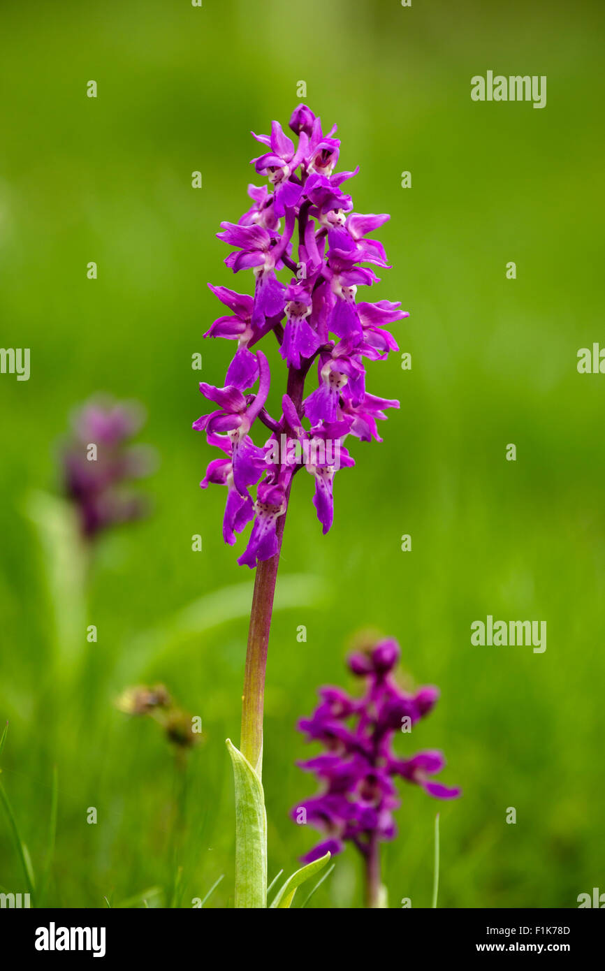 Orchidées, Hautes Pyrenees, France Banque D'Images