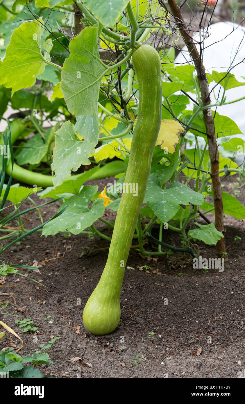 Cucurbita pepo. Tromboncino Squash plant cultivé jusqu'hazel bâtons avec une tenture à légumes RHS Wisley Gardens. Surrey, Angleterre Banque D'Images