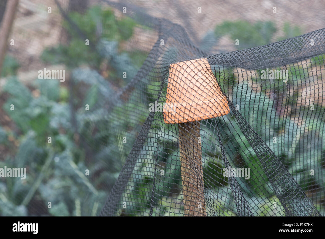 Pot en terre cuite sur hazel sticks holding up filets protecteurs dans un jardin potager Banque D'Images