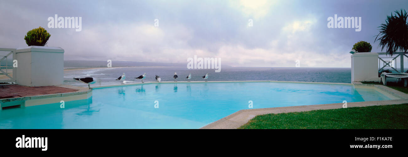 Mouettes sur le bord de la piscine, Plettenberg Bay, Western Cape Banque D'Images