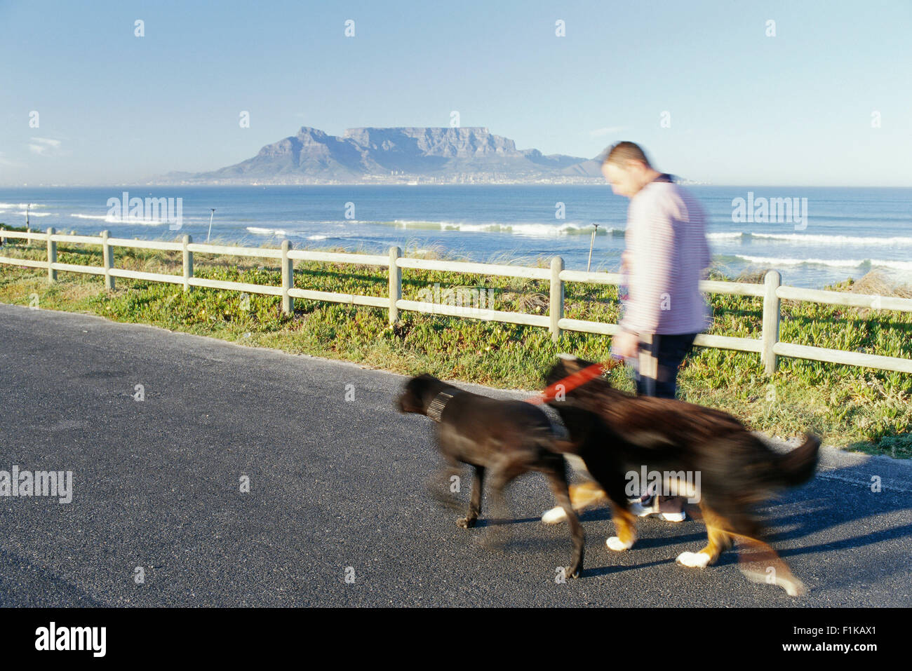 Man Walking Dogs, Bloubergstrand, Western Cape, Afrique du Sud Banque D'Images