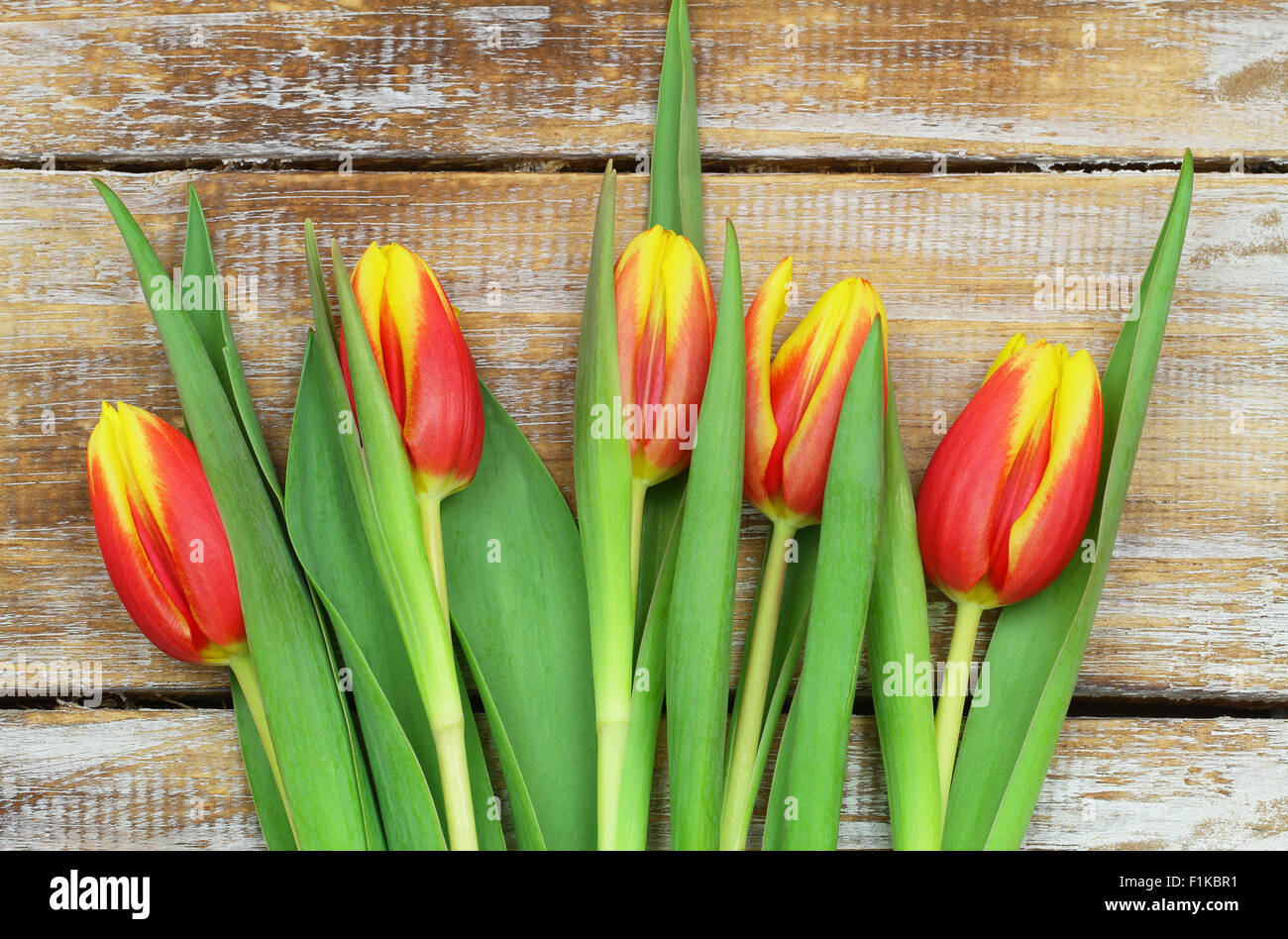 Tulipes rouges et jaunes sur bois rustique with copy space Banque D'Images