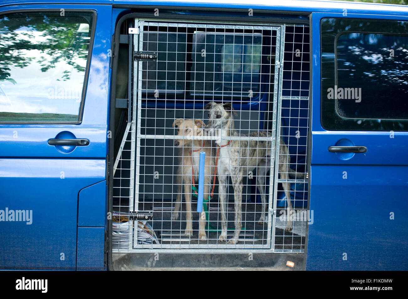 Deux chiens attachés dans un véhicule Banque D'Images