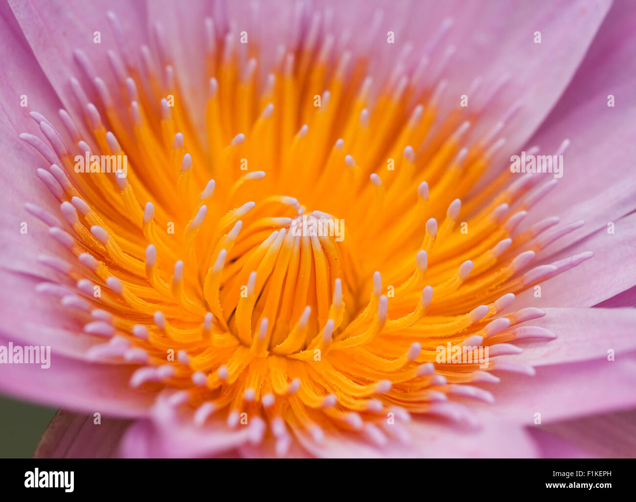 Nénuphar rose avec feuille de lotus sur l'étang Banque D'Images