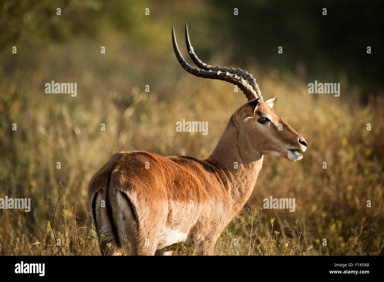 Buck,Madikwe Game Reserve,Province du Nord Ouest, Afrique du Sud Banque D'Images