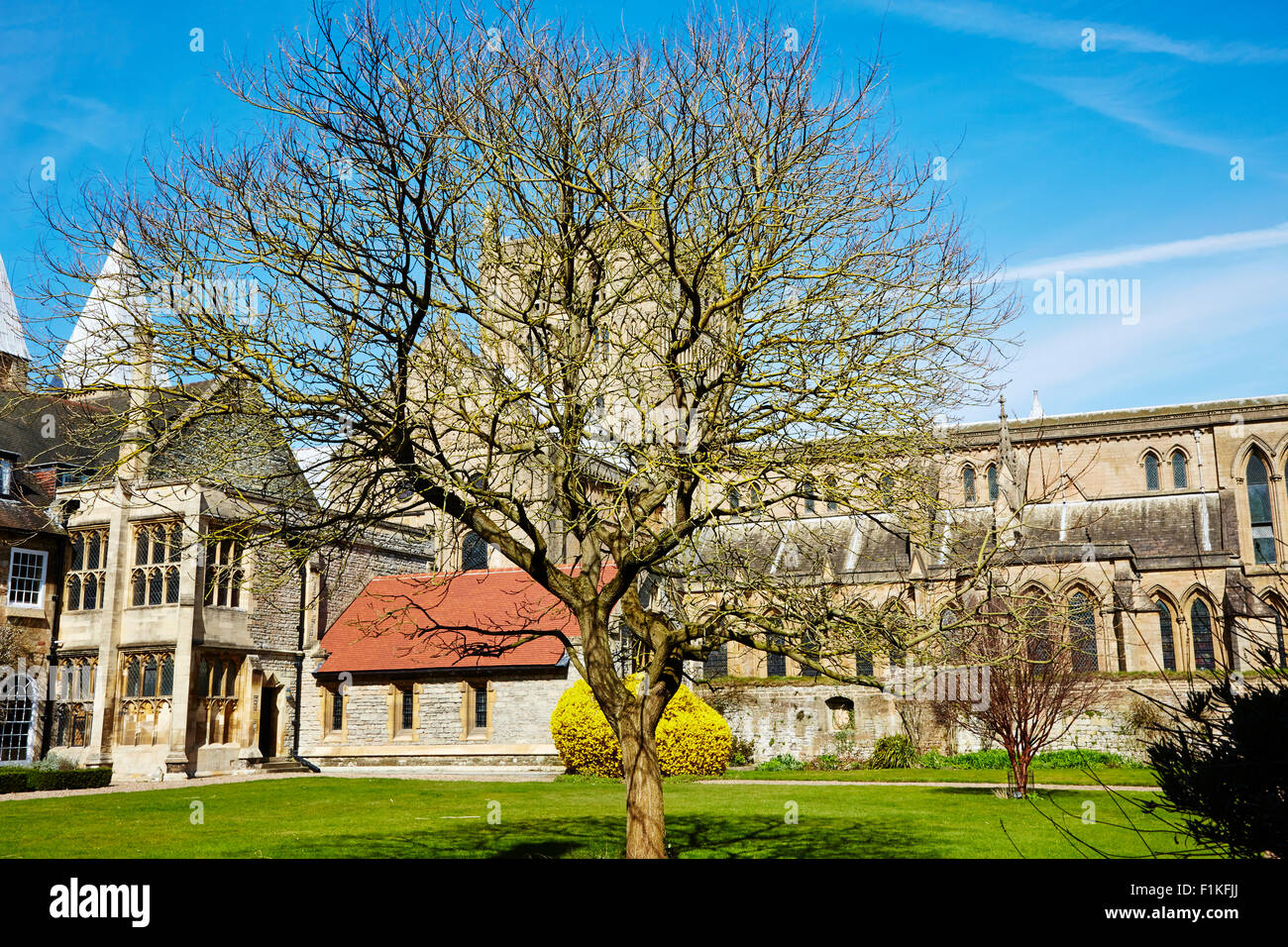 Vue d'un arbre dans les jardins de l'archevêché à Southwell, Nottinghamshire, Angleterre, Royaume-Uni. Banque D'Images