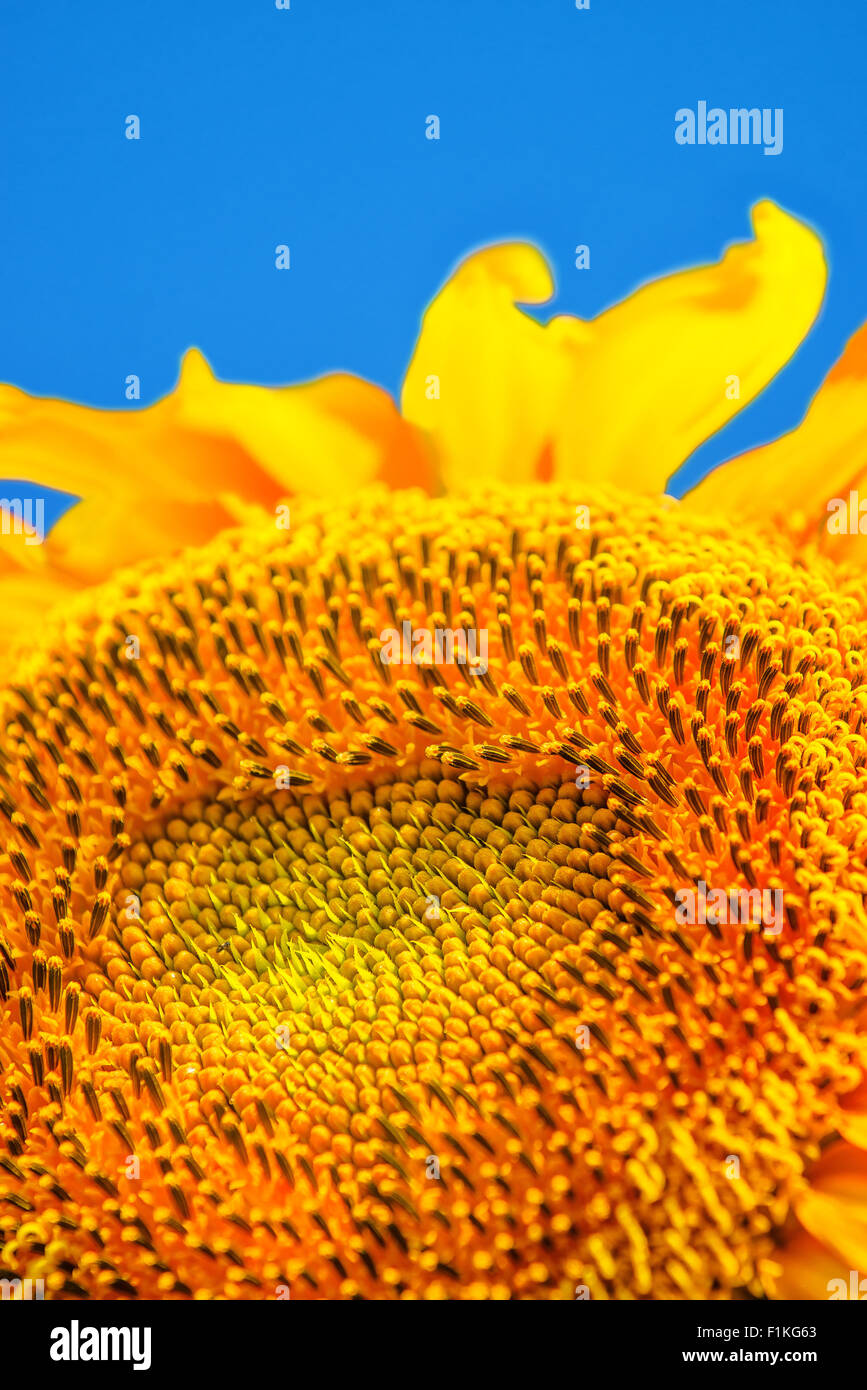Le tournesol sur fond de ciel bleu, plante cultivée en champ agricole, selective focus Banque D'Images