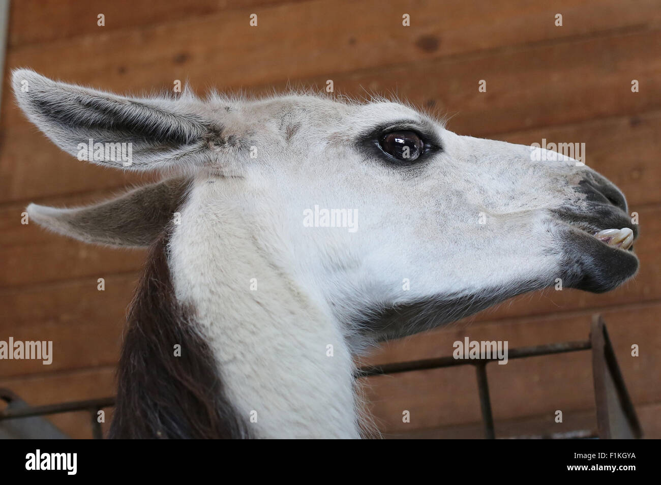 Un gros plan du visage d'un lama avec une malocclusion. Banque D'Images