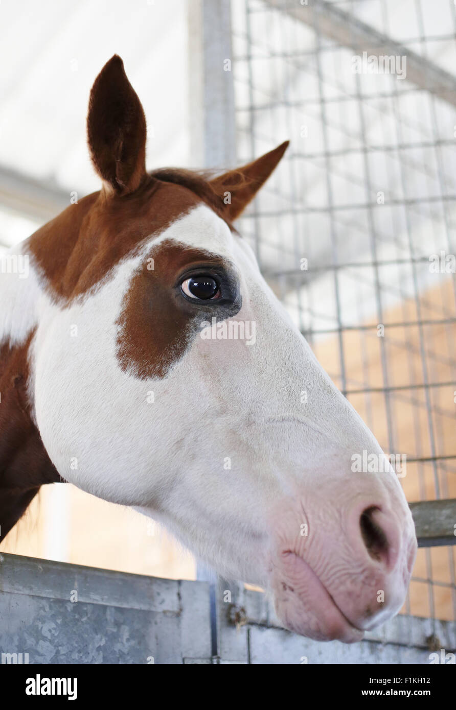 Un gros plan de la tête d'un cheval. Banque D'Images