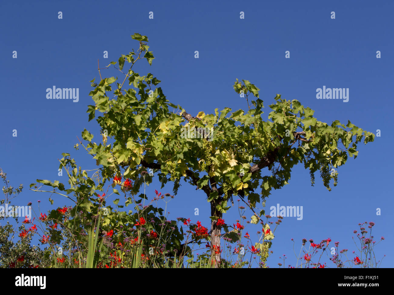 Le cercle de la vie spectacle jardin Banque de photographies et d