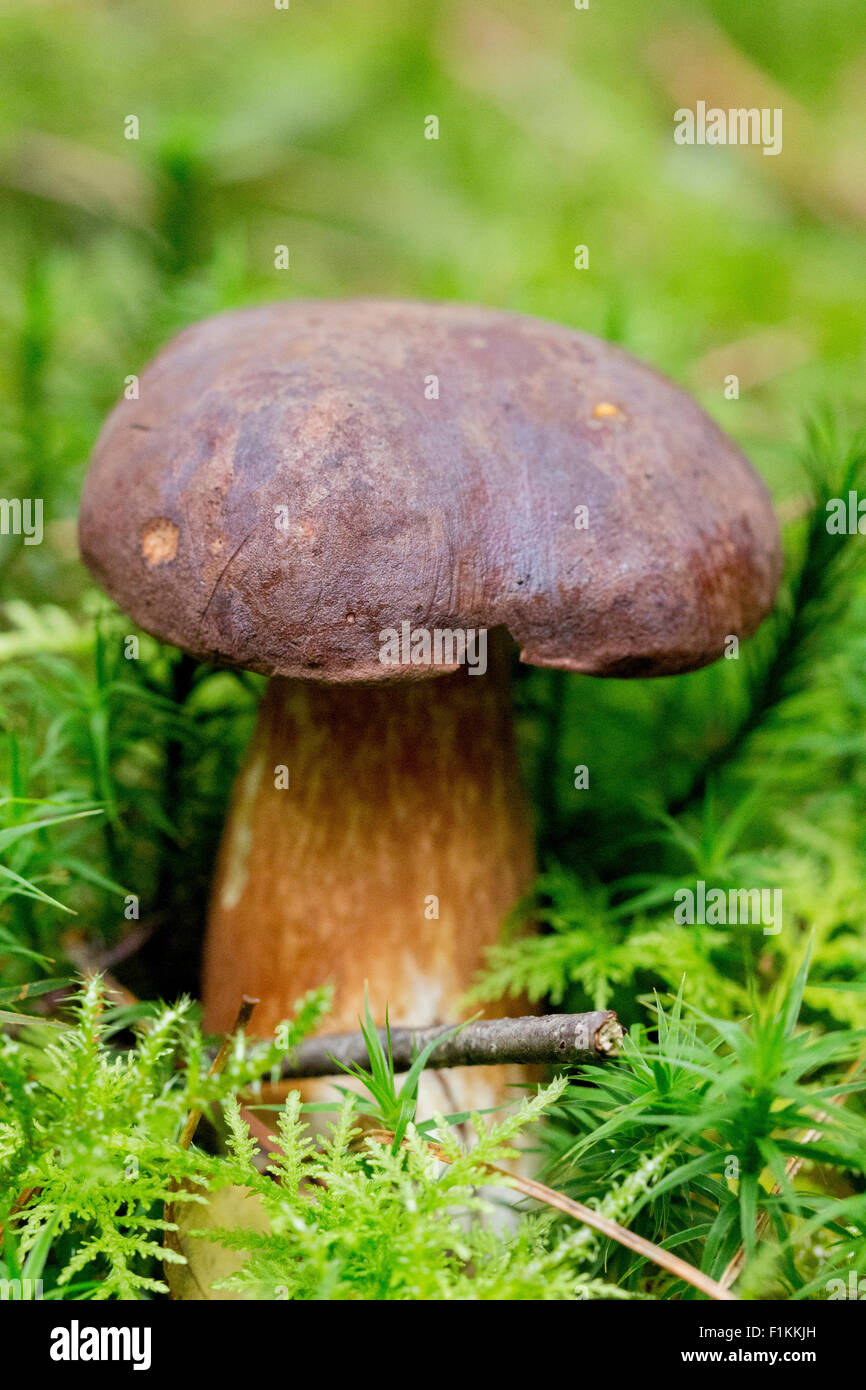 Champignons forestiers comestibles sauvages Bay Bolet Banque D'Images