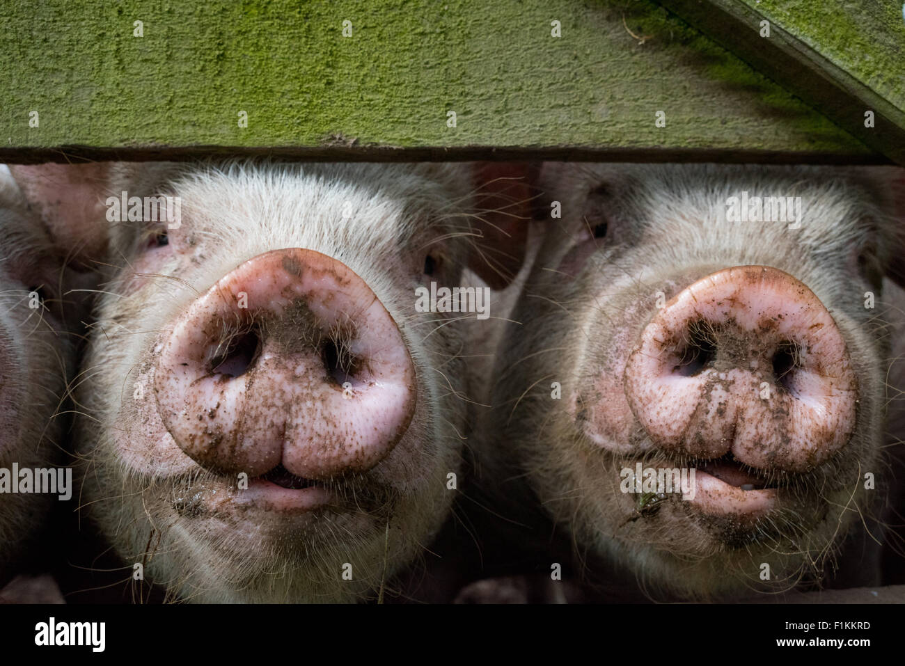 Les jeunes porcs pinçant le nez à travers le panneau de clôture à la ferme Banque D'Images