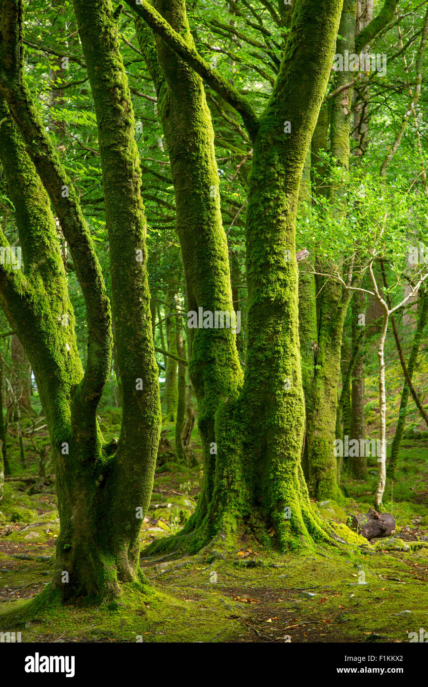 Les arbres moussus dans le Parc National de Killarney, comté de Kerry, Irlande Banque D'Images