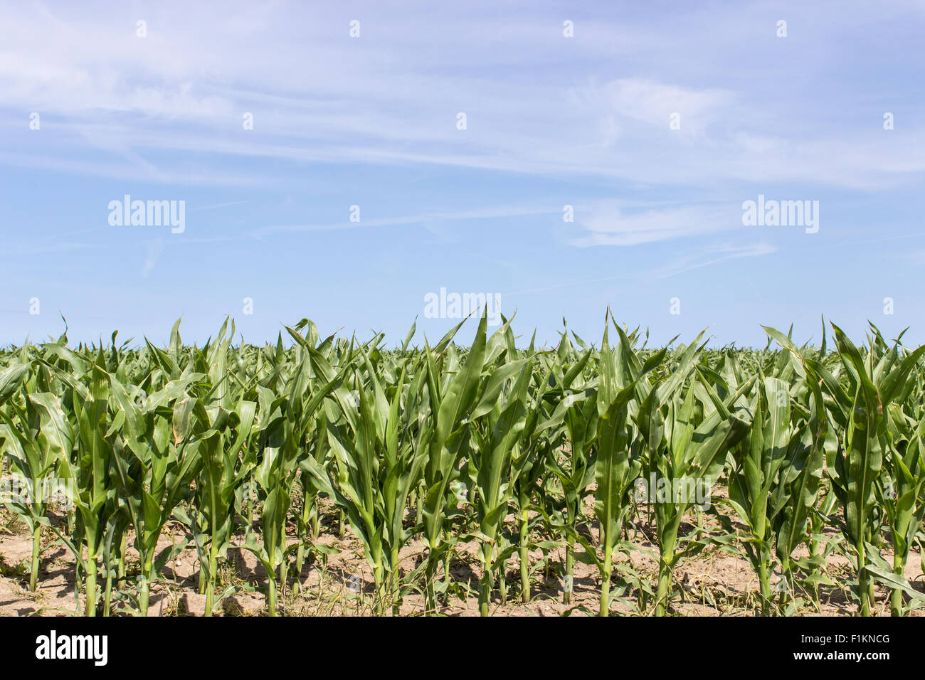 Les jeunes plants de maïs dans un champ Banque D'Images