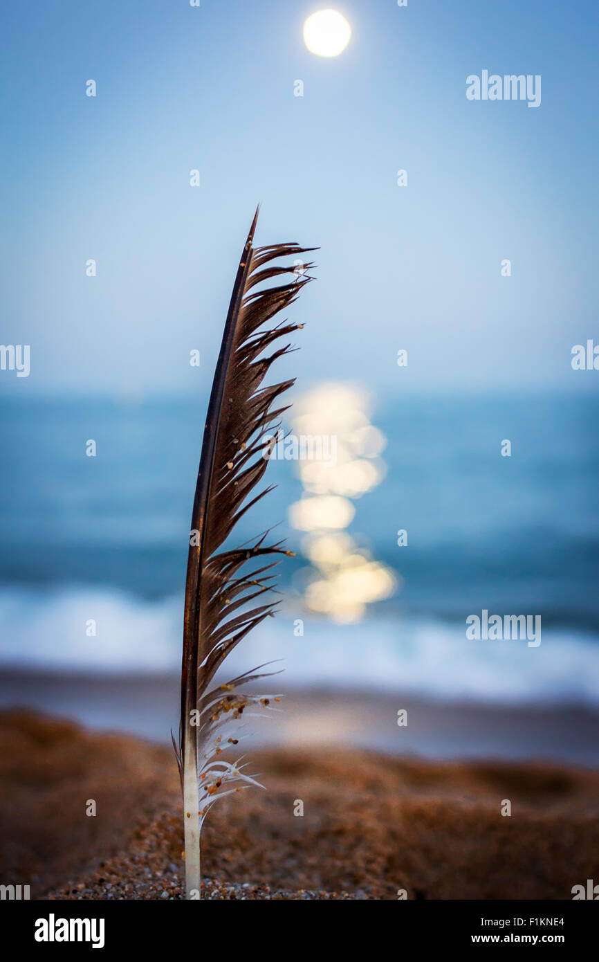 Plume dans le sable de la plage Banque D'Images