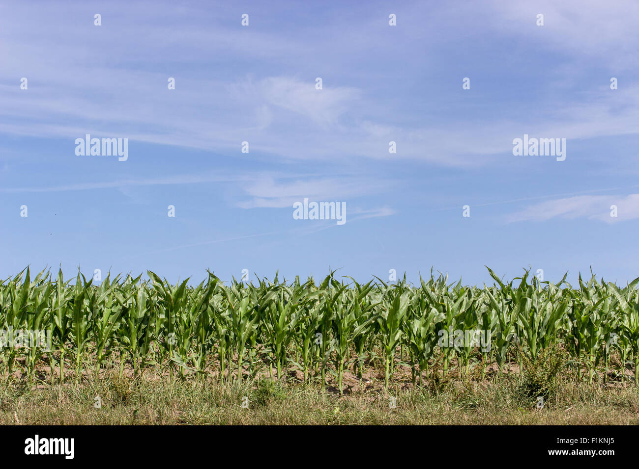 Les jeunes plants de maïs dans un champ Banque D'Images