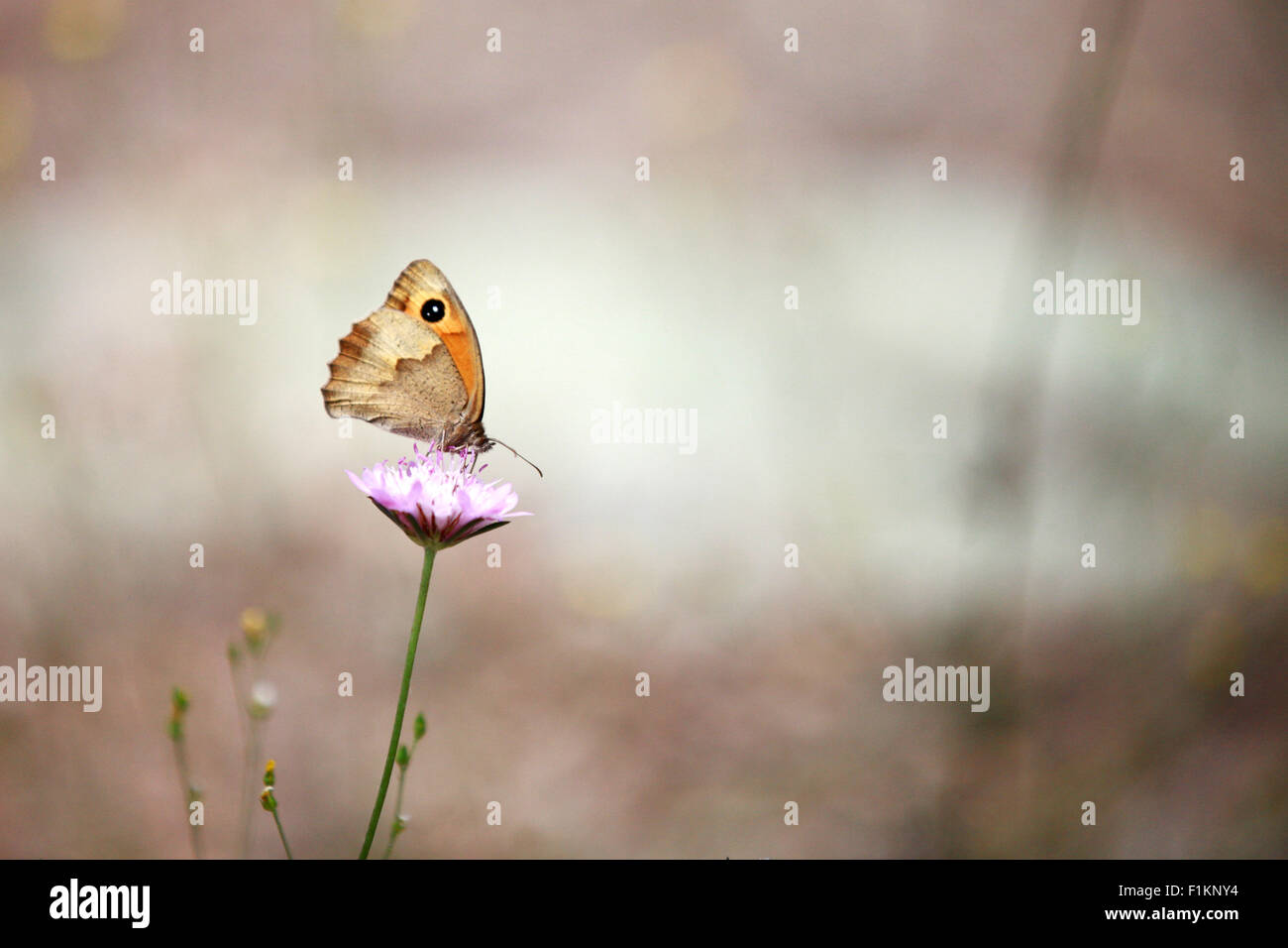 Une prairie brown butterfly en tenant un nectar de fleur de maïs Banque D'Images