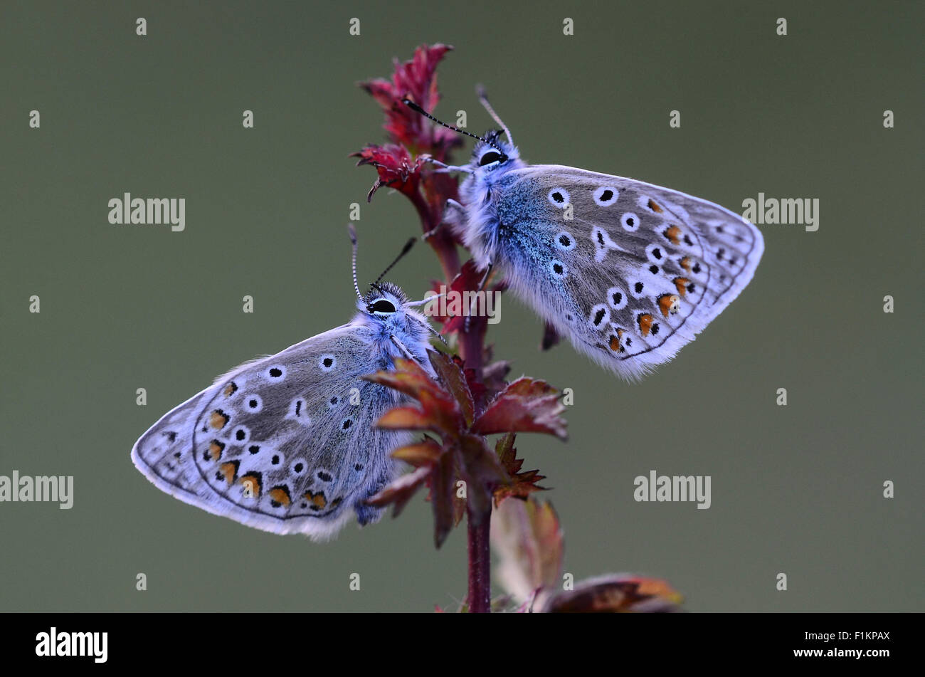 Deux papillons bleu commun au repos Banque D'Images