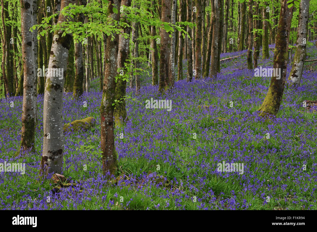 Un tapis de jacinthes bleues dans les bois du parc de Hooke, Dorset Banque D'Images