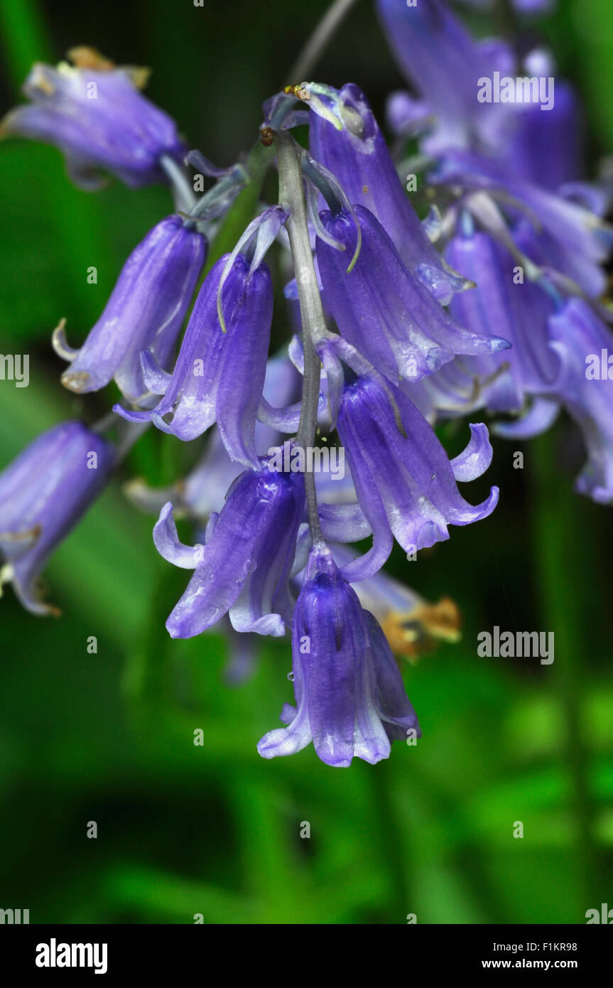 Un close-up de bluebell flowers Dorset UK Banque D'Images