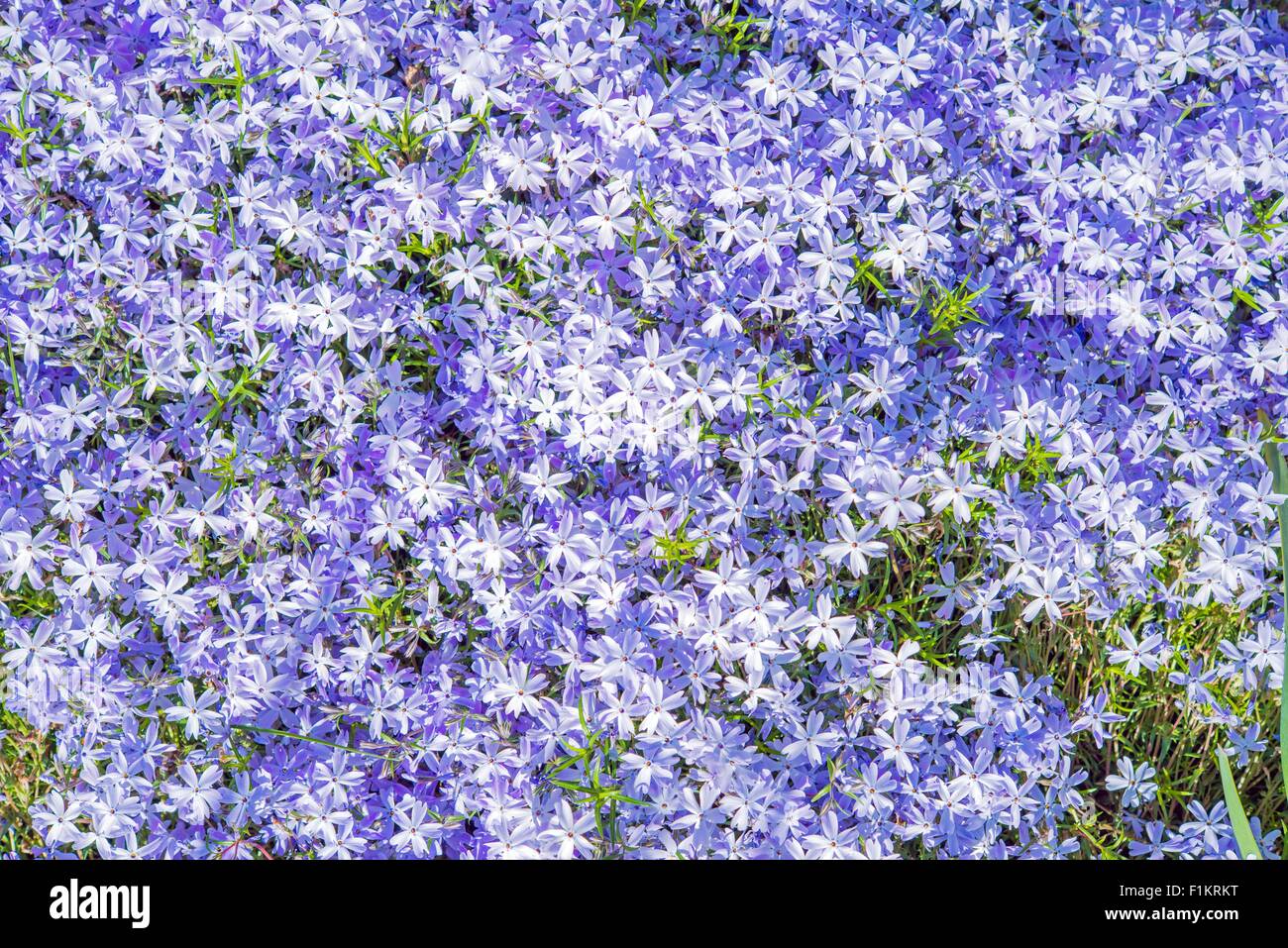 Fleurs violettes Arrière-plan. Fleurs minuscules fleurs violettes. Banque D'Images