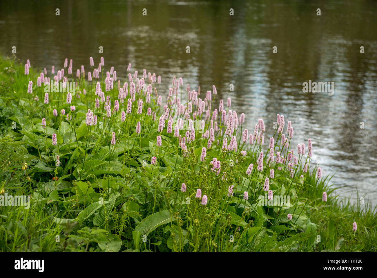 Fleurs sauvages à proximité d'une rivière, UK Banque D'Images