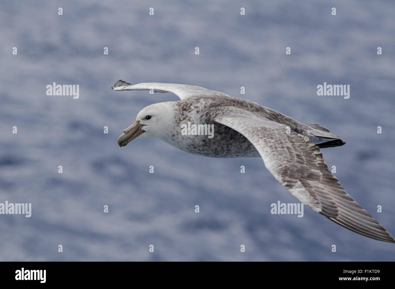 Pétrel géant Macronectes giganteus en vol dans le Passage de Drake de l'Antarctique. Morph lumière Banque D'Images