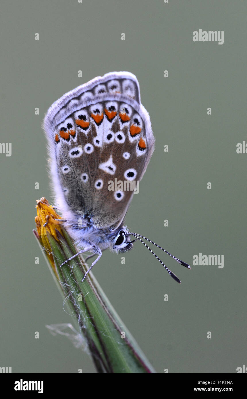 Un papillon bleu commun au repos UK Banque D'Images