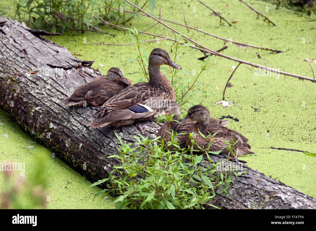 Canard colvert et les canetons. Banque D'Images