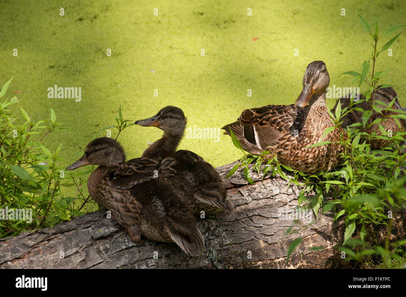 Canard colvert et les canetons. Banque D'Images