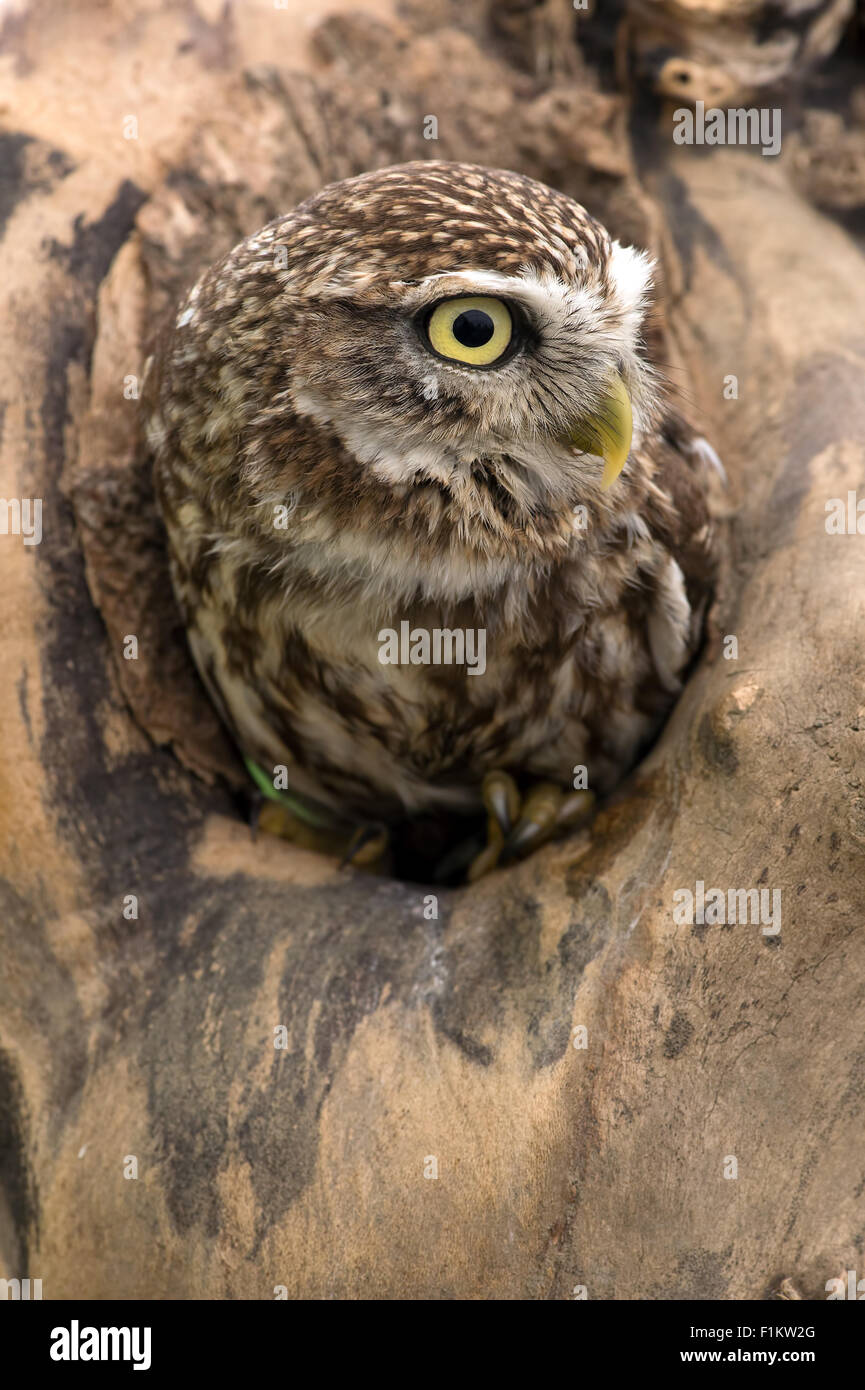 Chouette chevêche (Athene noctua) Banque D'Images