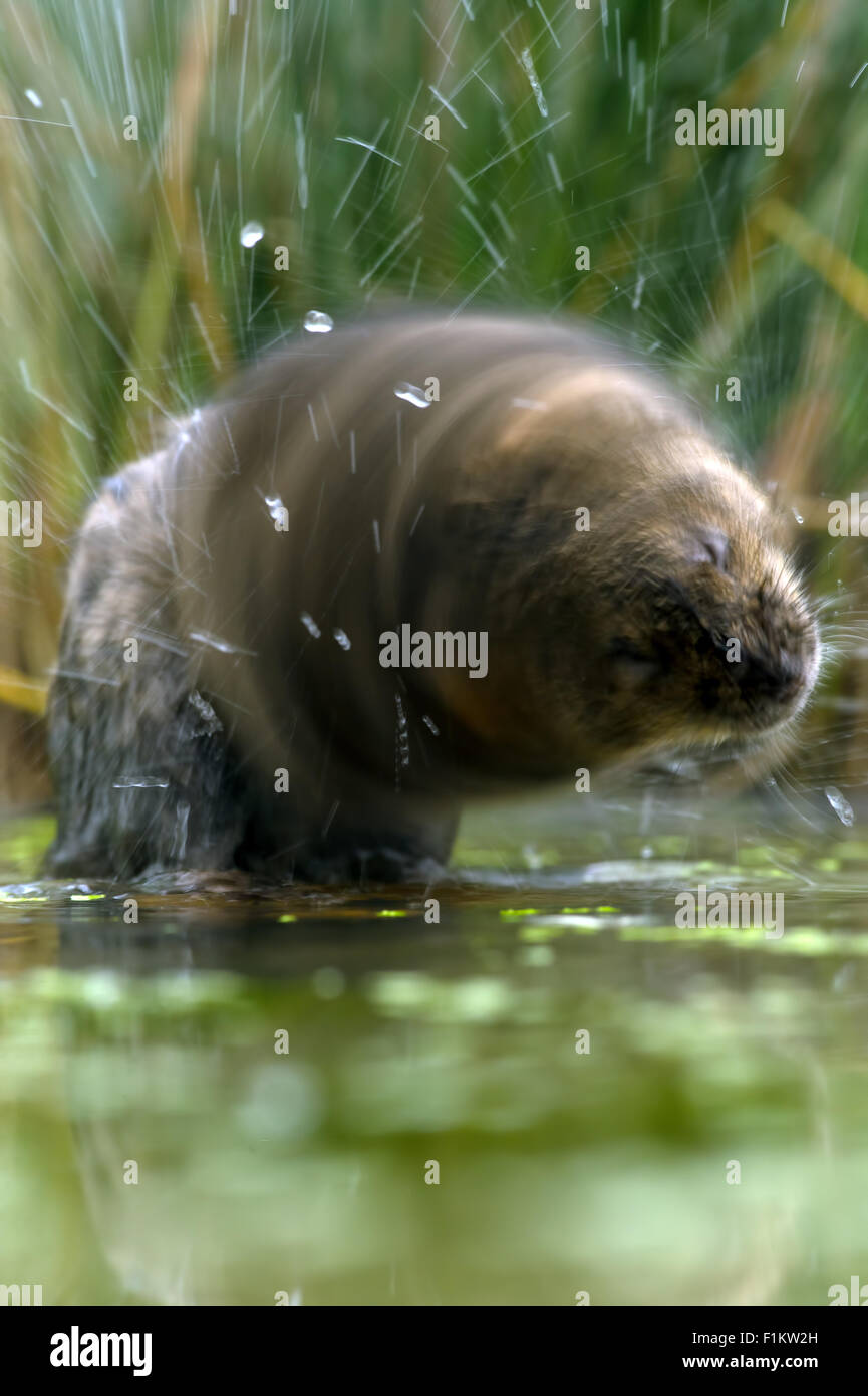 Le Campagnol de l'eau (Arvicola Amphibius) Banque D'Images