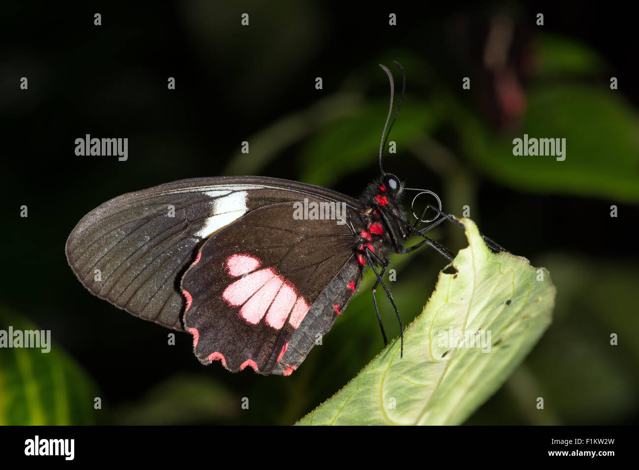 Grand Mormon Papilio Memnon (papillon) Banque D'Images