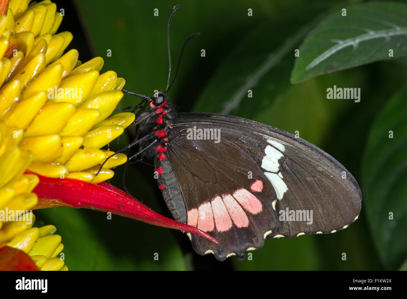 Grand Mormon Papilio Memnon (papillon) Banque D'Images