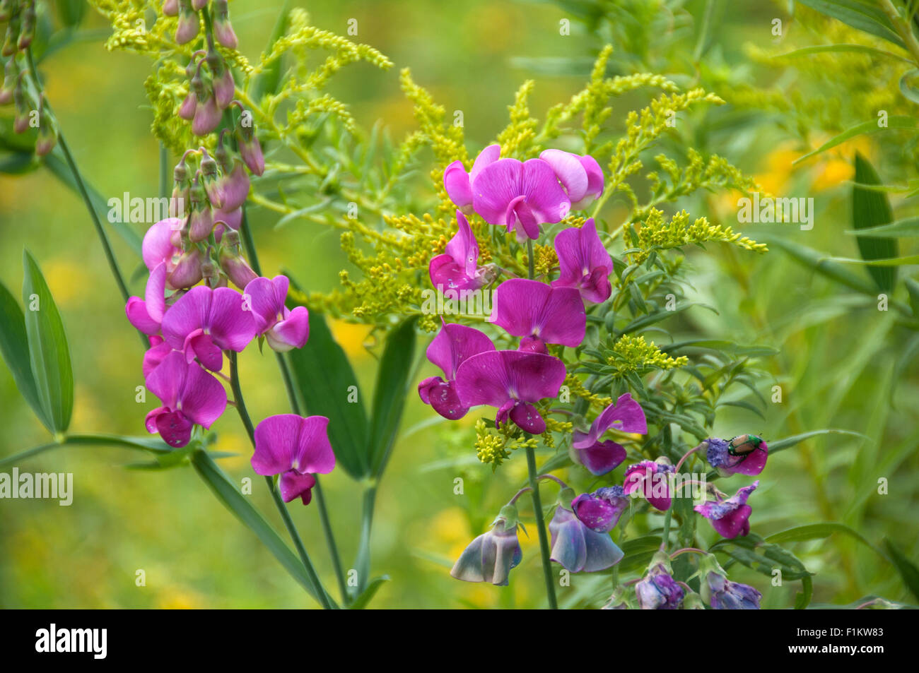 Pois éternelle dans le pré de fleurs sauvages. Banque D'Images