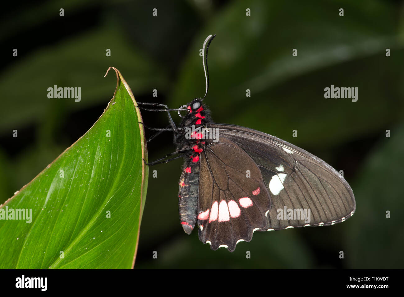 Grand Mormon Papilio Memnon (papillon) Banque D'Images
