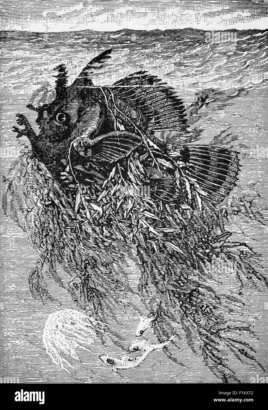 Grenouille poisson ou Antennarius, dans son nid de Golfe de Weed, mer de Sargasso, océan Atlantique occidental Banque D'Images