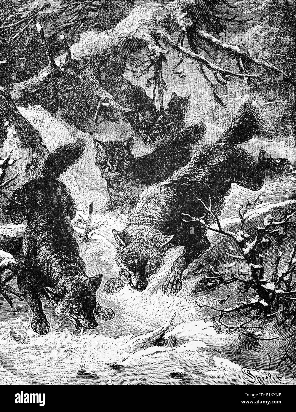 Loups dans les Territoires du Nord du Canada, les terres forestières Banque D'Images Loups dans les Territoires du Nord du Canada, les terres forestières Banque D'Images