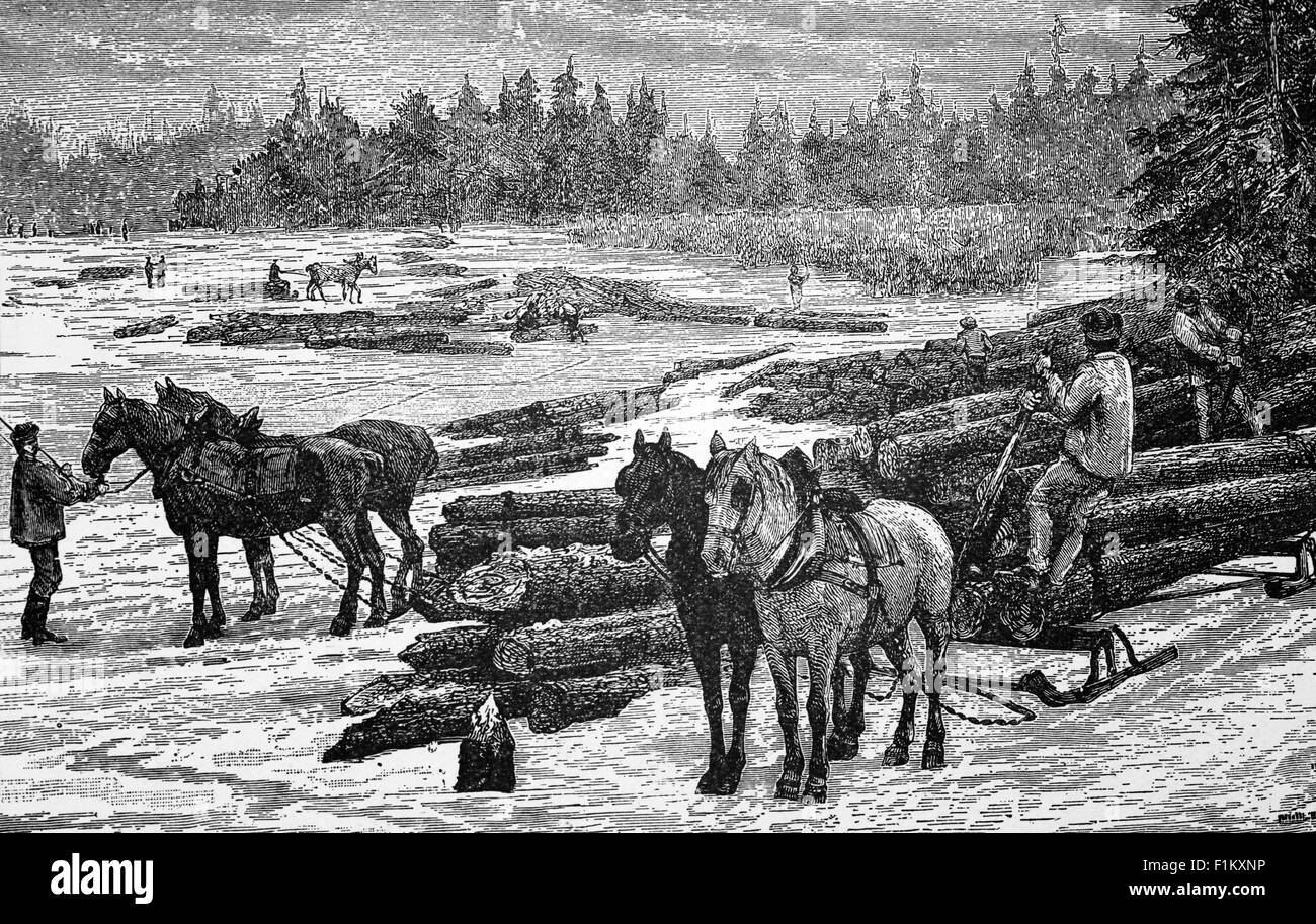 Illustration du XIXe siècle des bûcherons canadiens transportant des grumes à cheval. L'industrie forestière canadienne contribue grandement à l'économie canadienne. Avec 42 p. 100 de la superficie du Canada couverte de forêts, le pays compte 10 p. 100 des terres forestières du monde, composées principalement d'épinette, de peuplier et de pin. Banque D'Images