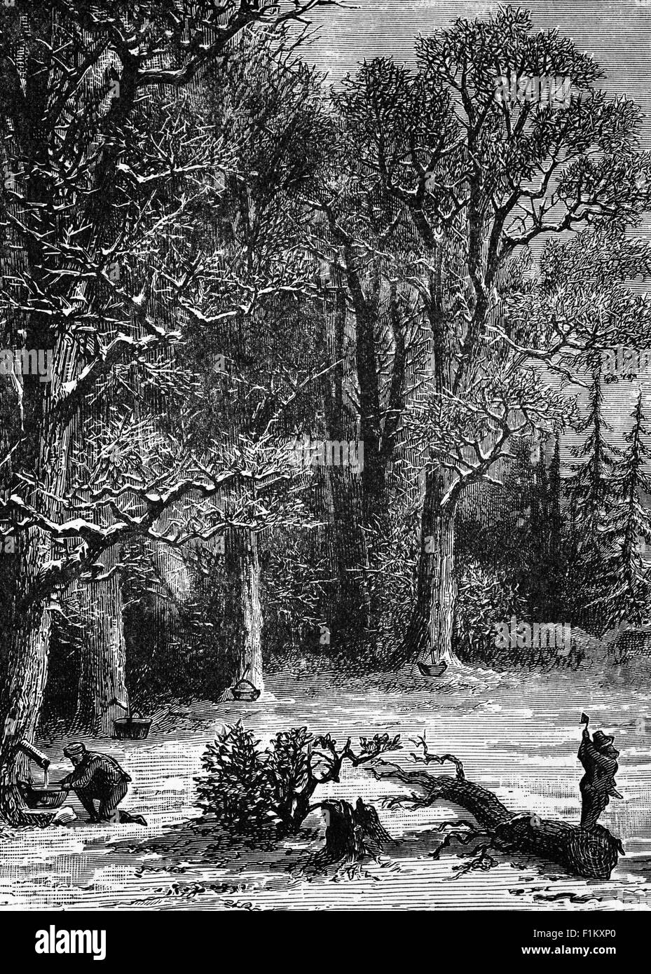 Collecte du sirop d'érable au XIXe siècle. Les peuples autochtones locaux ont montré aux colons arrivés comment tapoter les troncs de certains types de pommes pendant le dégel du printemps pour récolter la sève. Cependant, plutôt que de faire des incisions dans l'écorce, Les Européens ont utilisé la méthode de forage de trous taraudés dans les troncs avec des vis sans fin, puis inséré des becs en bois dans les trous et accroché un seau en bois de l'extrémité protubérante de chaque bec pour recueillir la sève. Ils opéraient au début du dégel printanier dans les régions boisées avec un grand nombre de érables. Banque D'Images