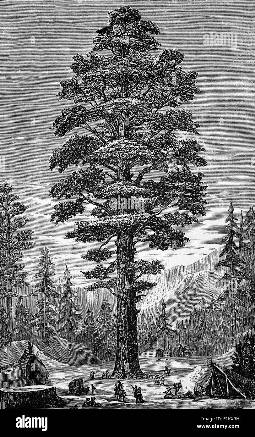 Illustration du XIXe siècle de Thuja plicata ou de l'arbre géant du cèdre, alias Western Arborvitae, cèdre rouge du Pacifique, bois de shinglewood, Californie, États-Unis Banque D'Images