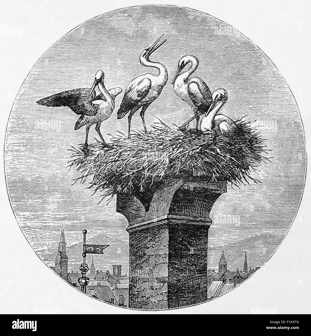 Illustration du XIXe siècle des cigognes blanches (Ciconia ciconia), grand oiseau de la famille des cigognes, les Ciconiidae nichant sur une cheminée spécialement adaptée, pays-Bas Banque D'Images