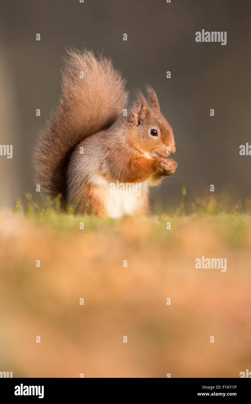 Eurasian Écureuil roux (Sciurus vulgaris) assis sur le sol de manger une noix Banque D'Images