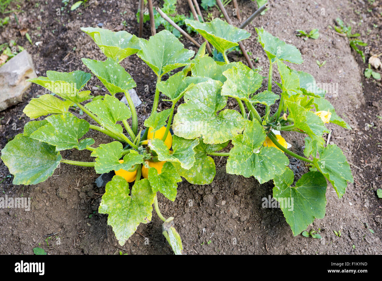 Nouveau pumpkin croissant sur les végétaux à grandes feuilles vertes. Banque D'Images
